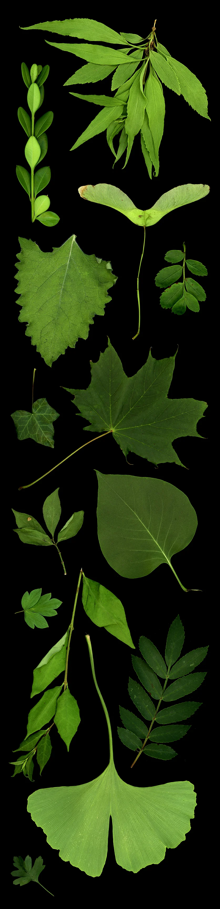 leaf_panel_2.jpg