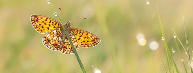 butterfly.png
