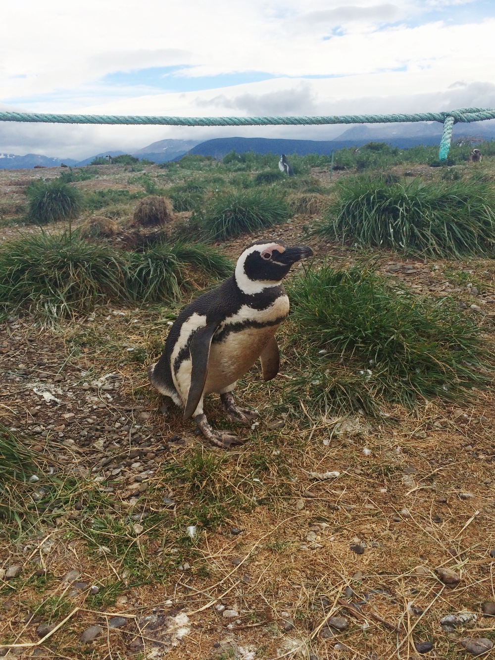 paco penguin.JPG
