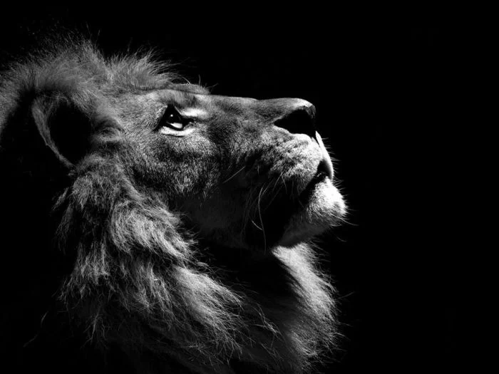 lion-profile-082209_3638_990x742.jpg
