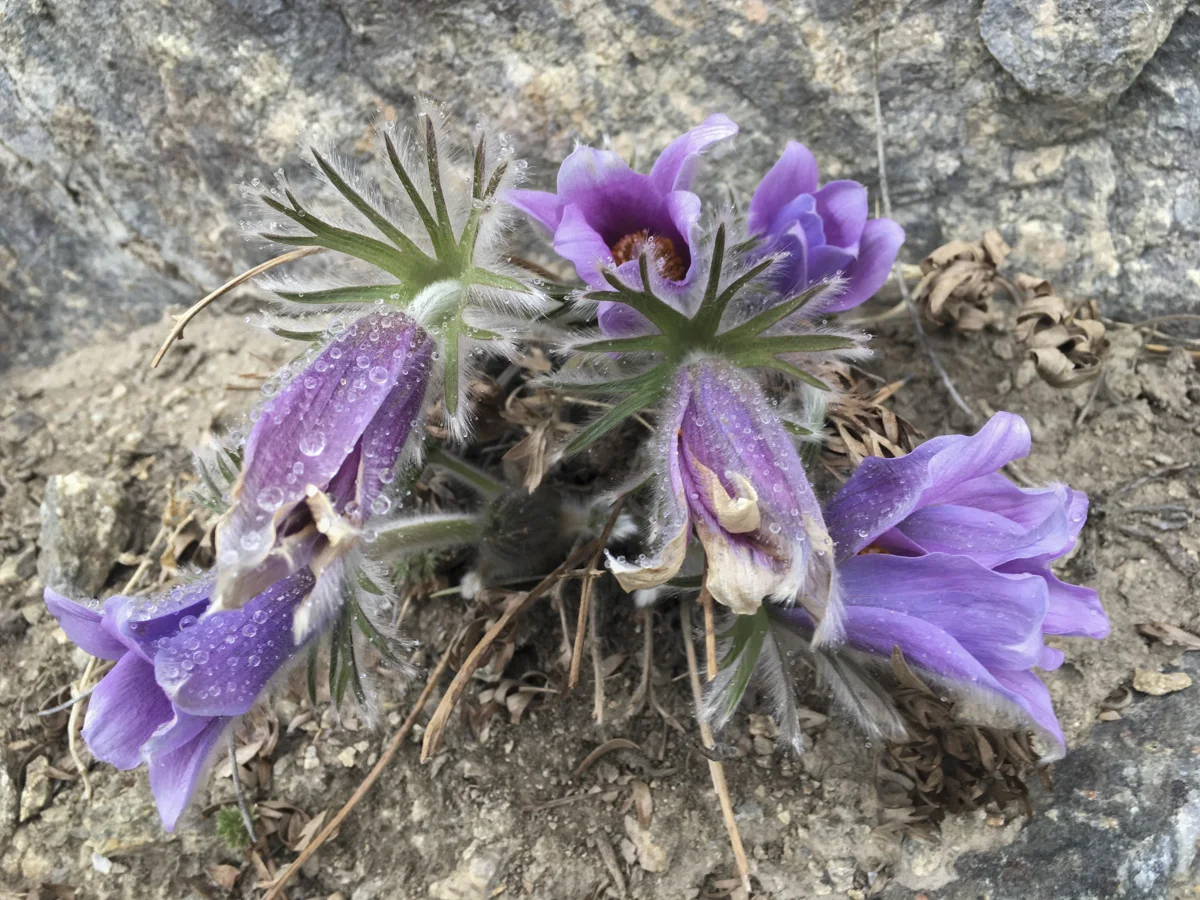 Siberian snowdrops, or подснежники, under a glaze of melting snow in Bolshoye Goloustnoye, May 2019.