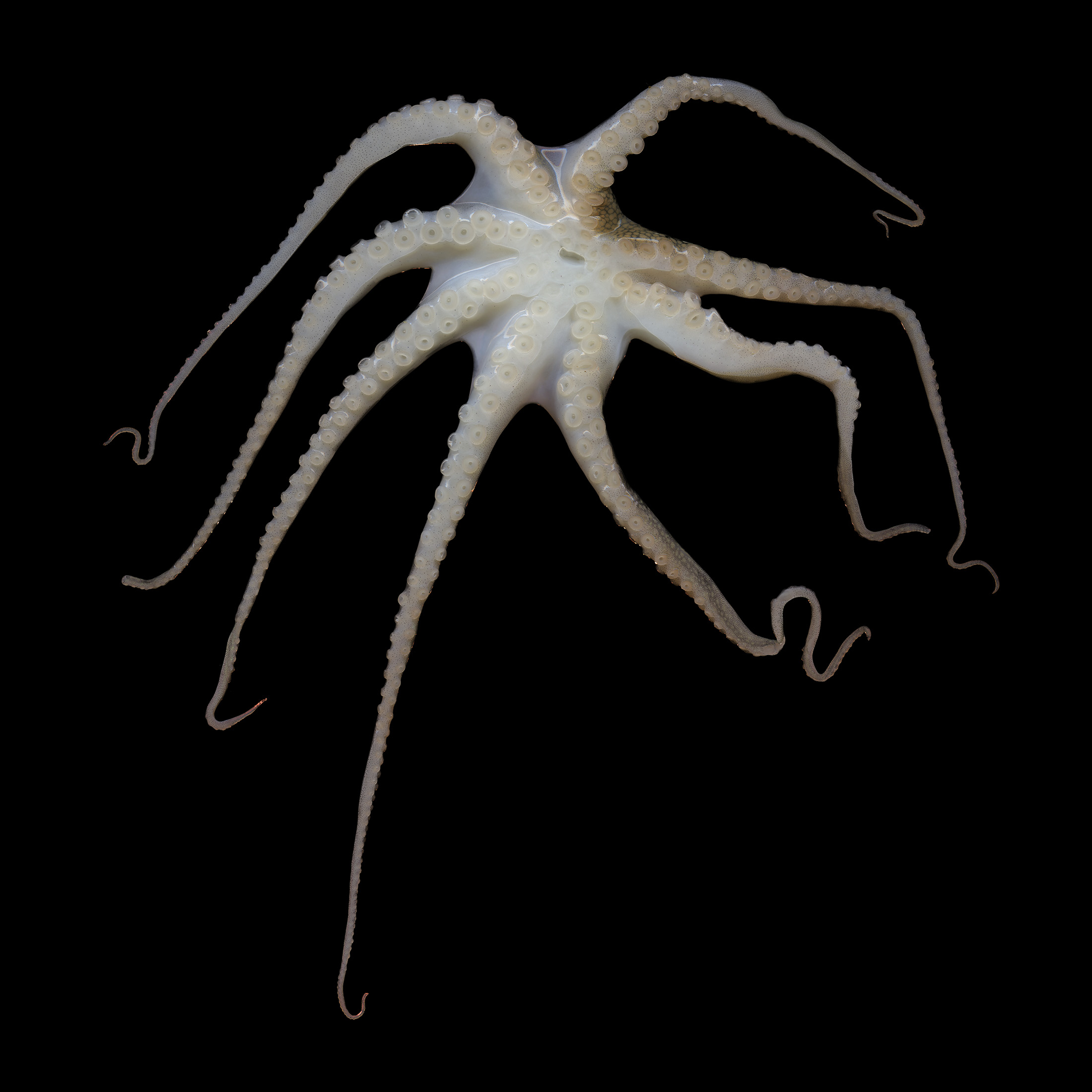 Bodies_Baby_Octopus.jpg