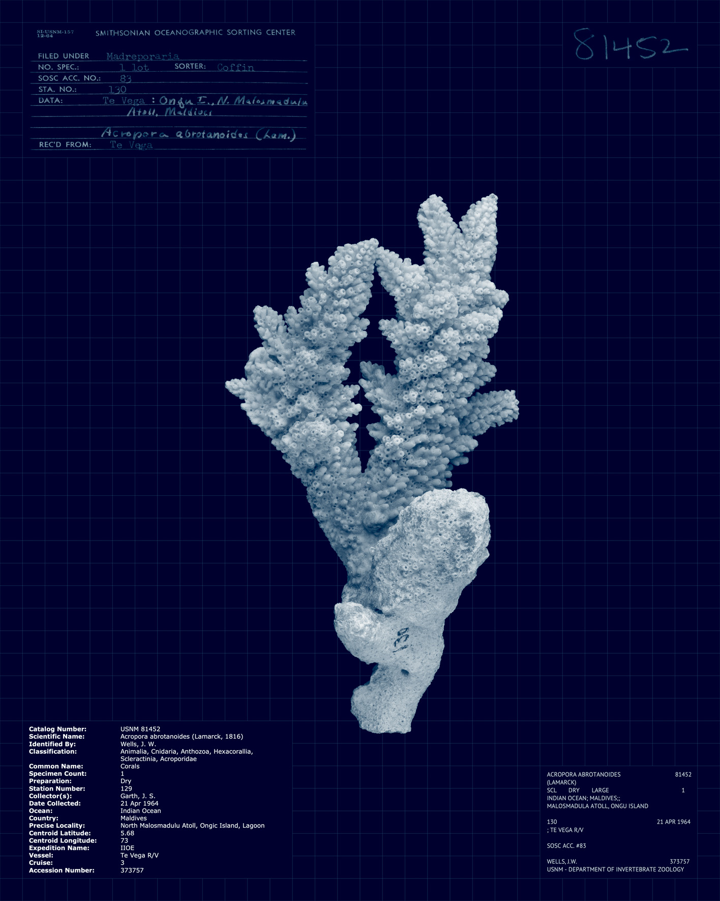 Acropora abrotanoides II.jpg