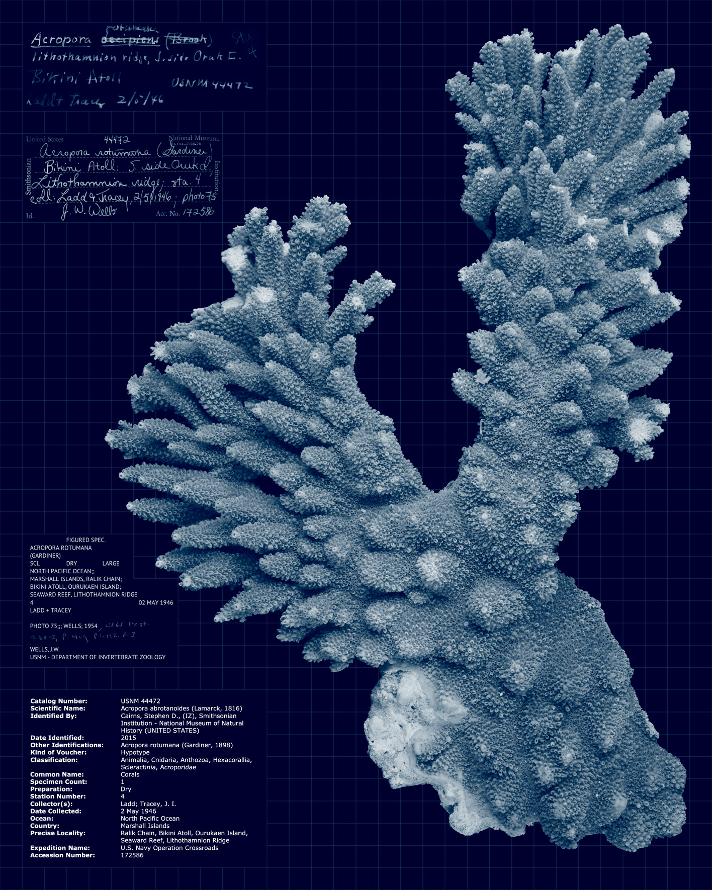 Acropora abrotanoides.jpg