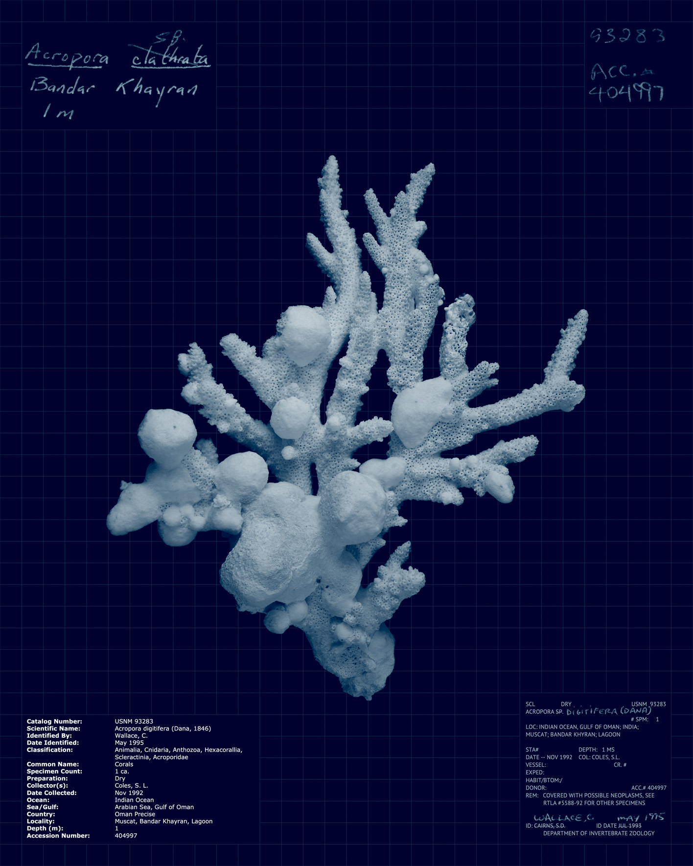 Acropora digitifera.jpg