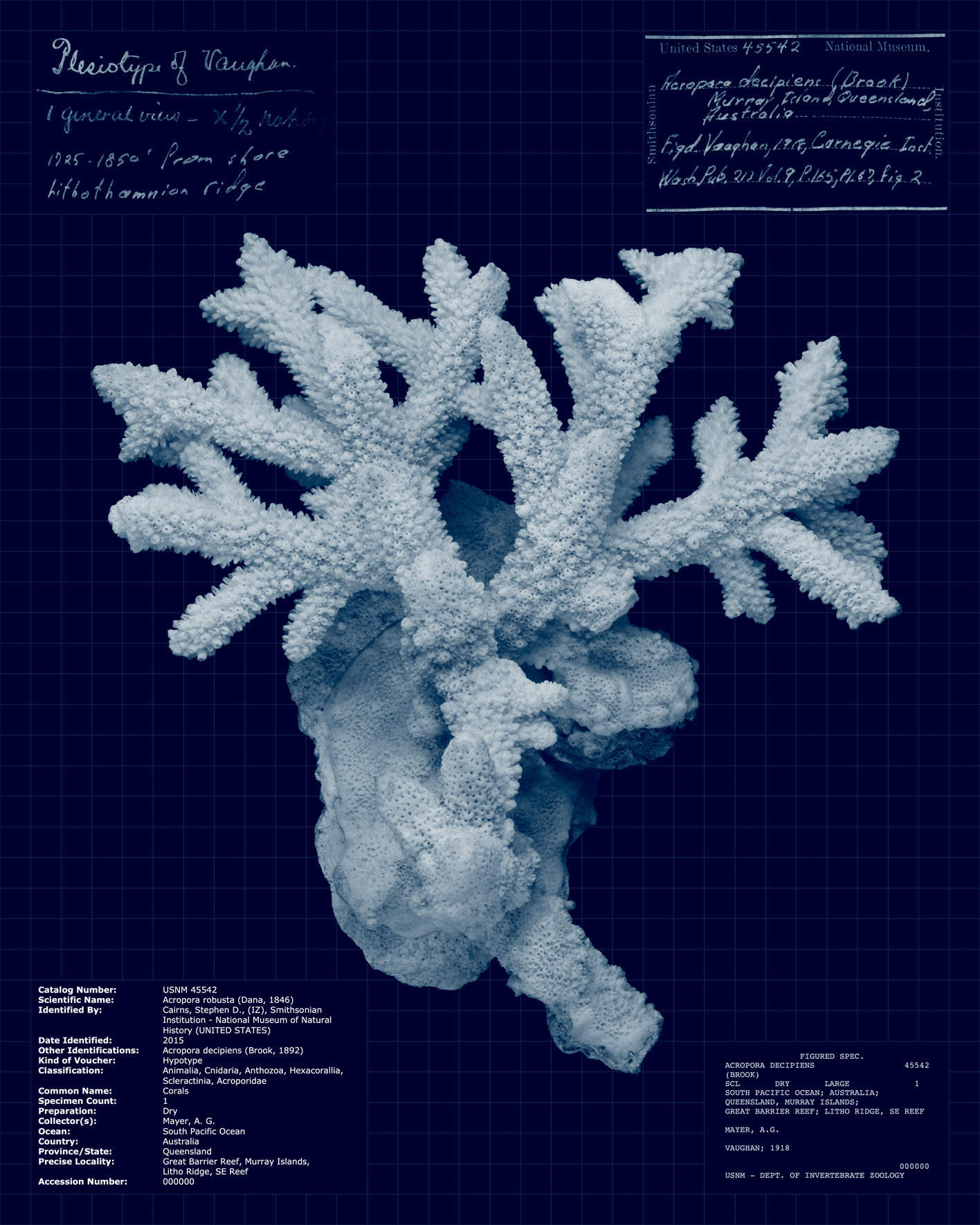 Acropora robusta.jpg