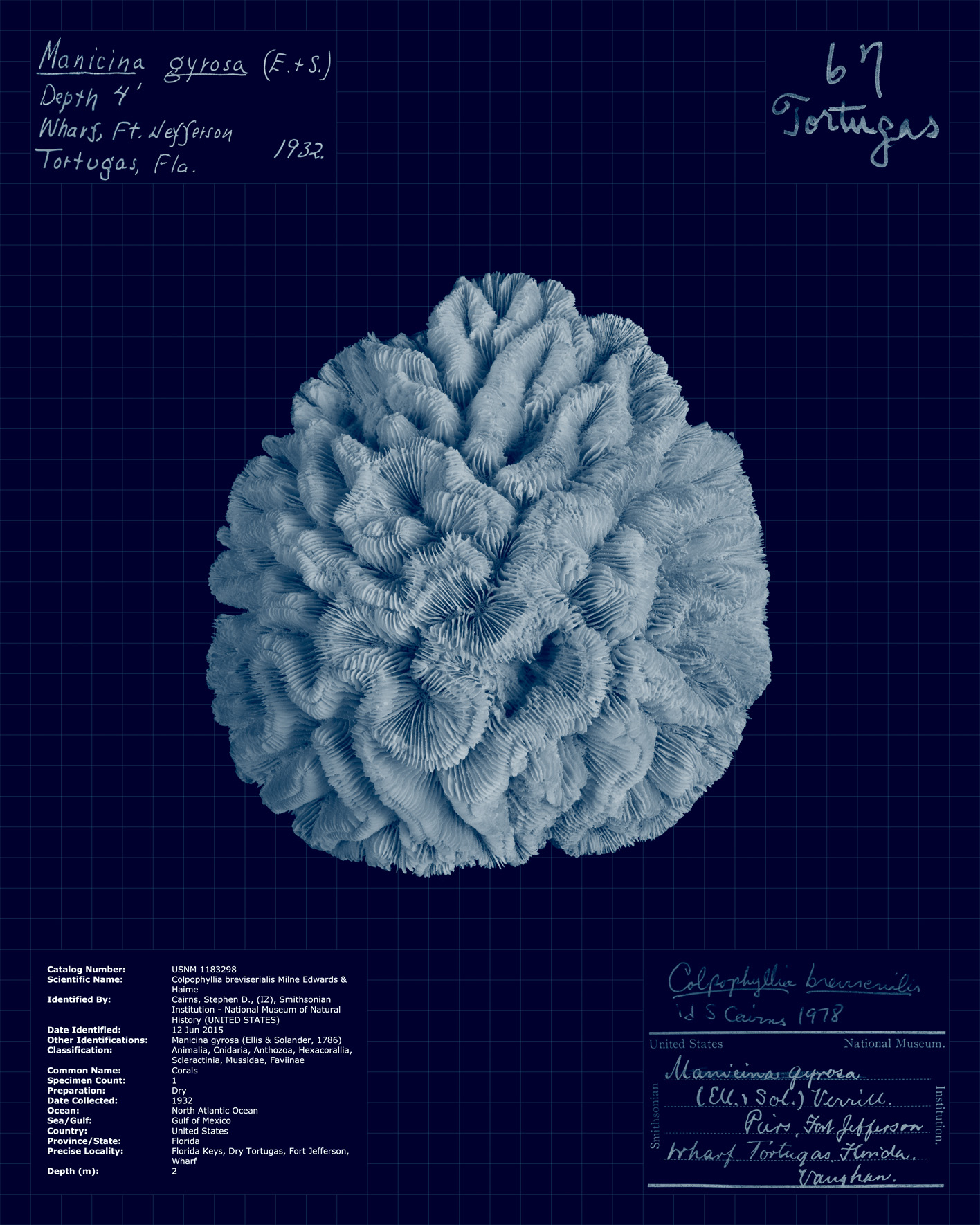 Colpophyllia breviserialis.jpg