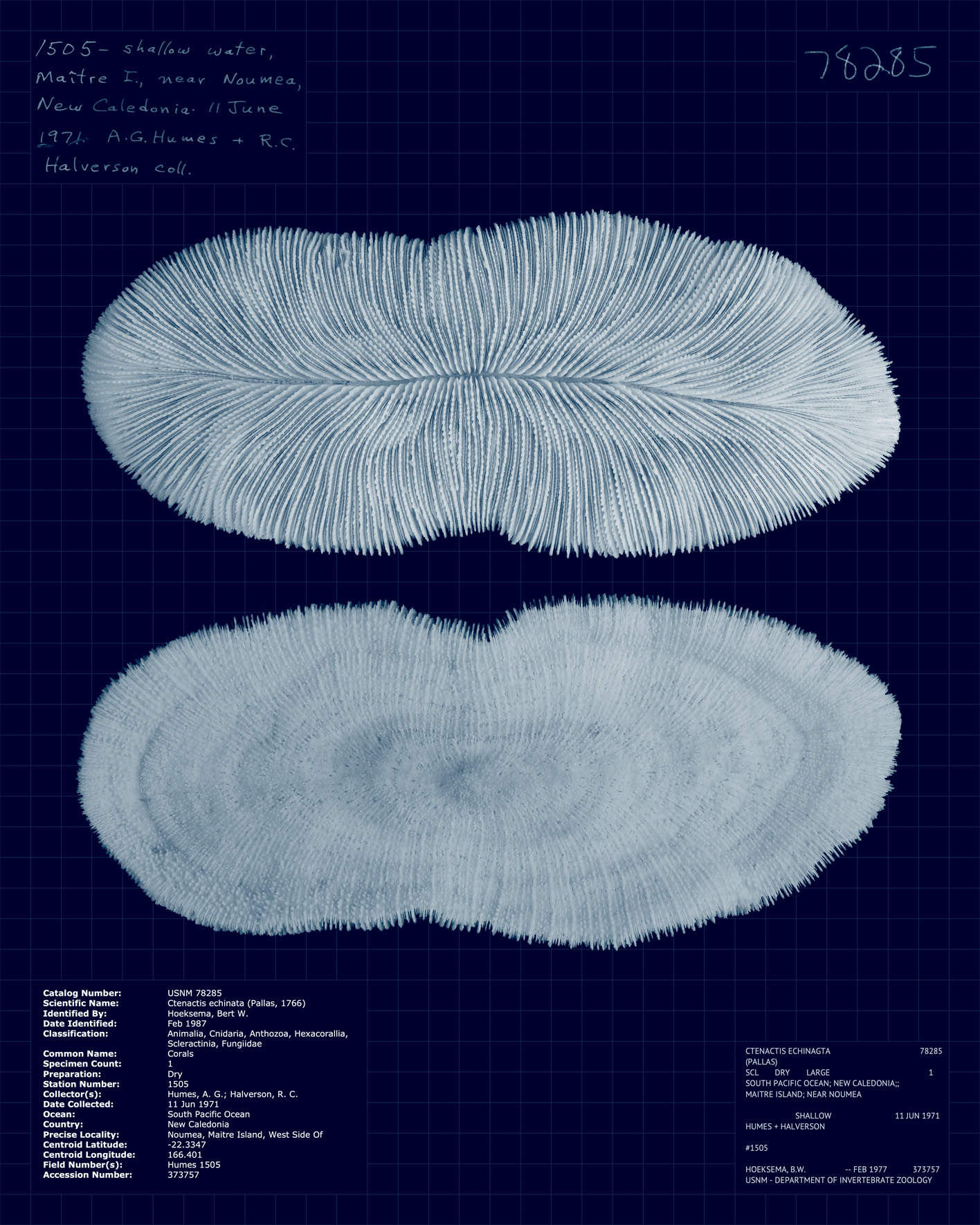 Ctenactis echinata.jpg