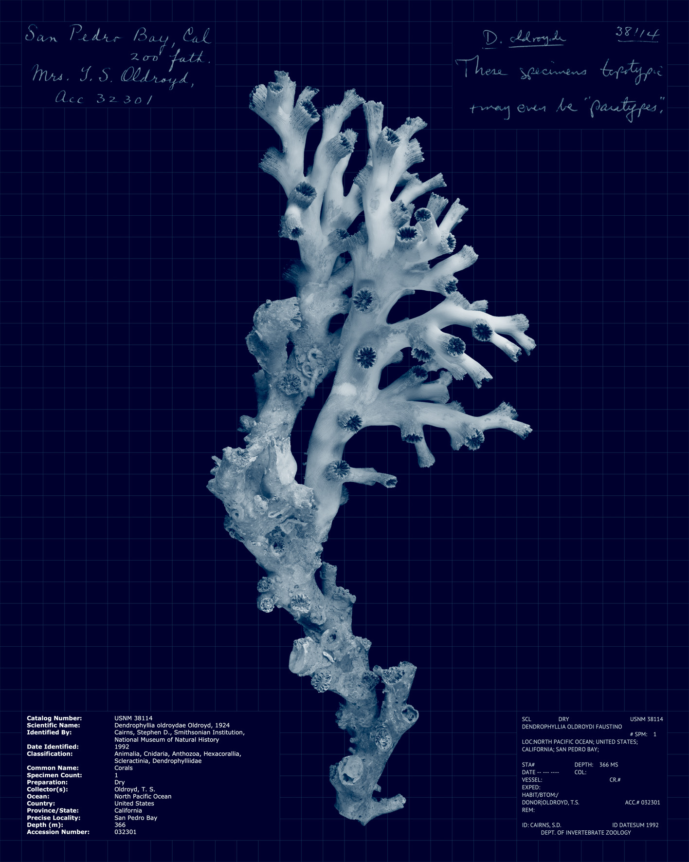 Dendrophyllia oldroydae.jpg