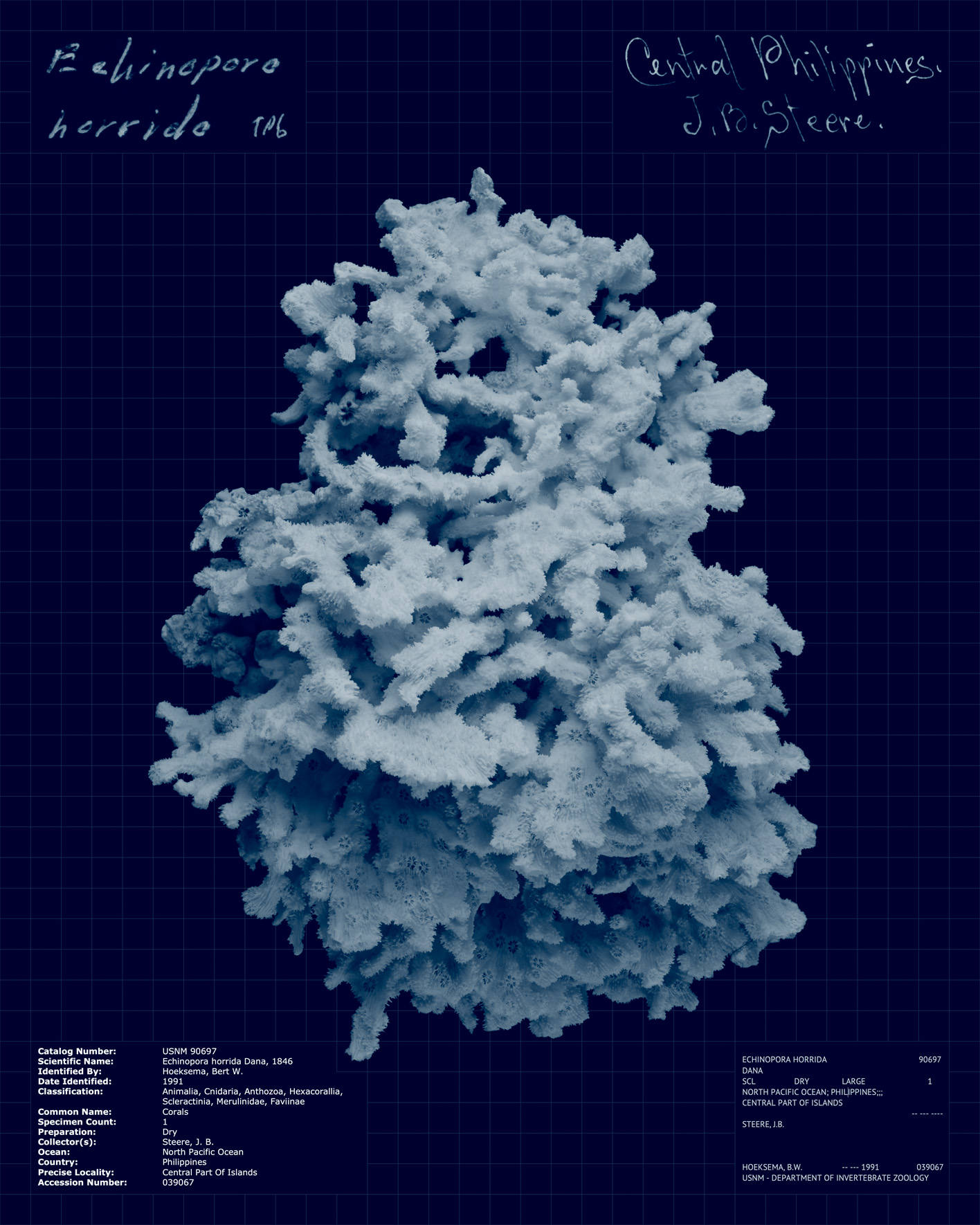 Echinopora horrida.jpg