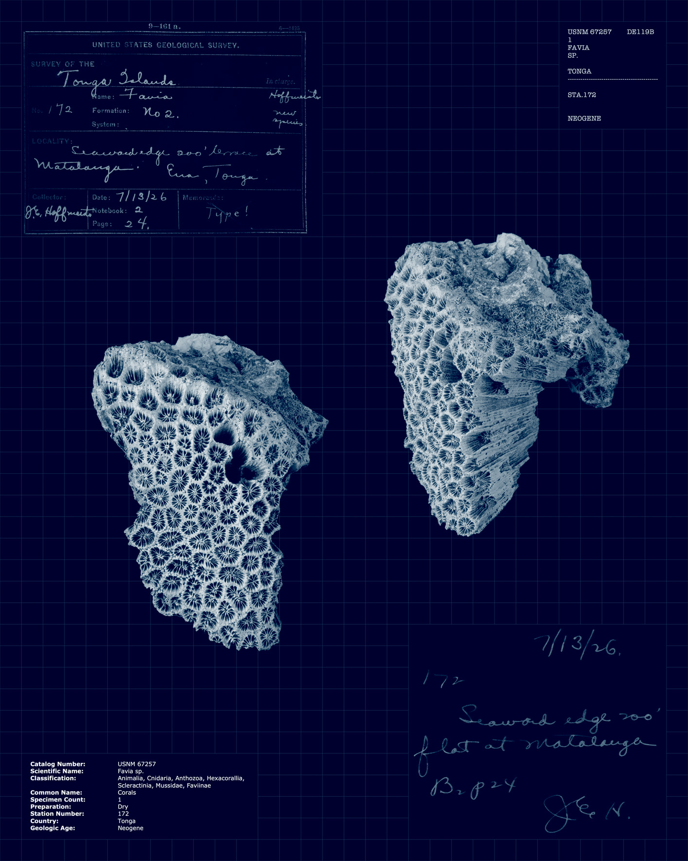 Favia sp.jpg