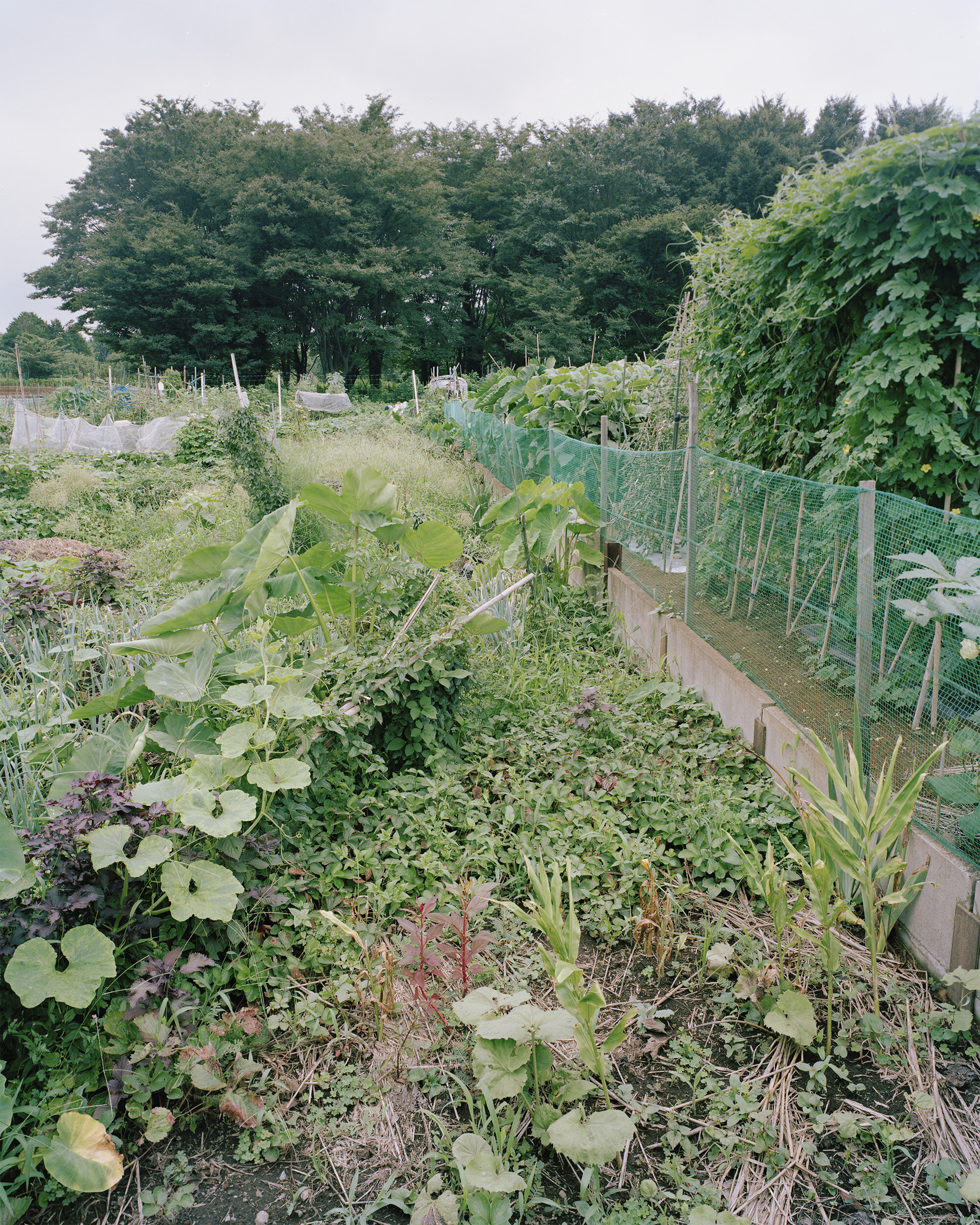 Yokohama2017.002.jpg