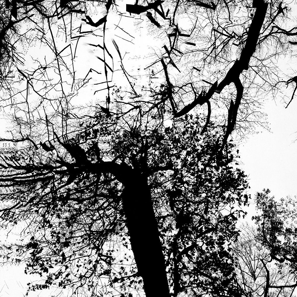 Trees_2110crop1 copy.jpg