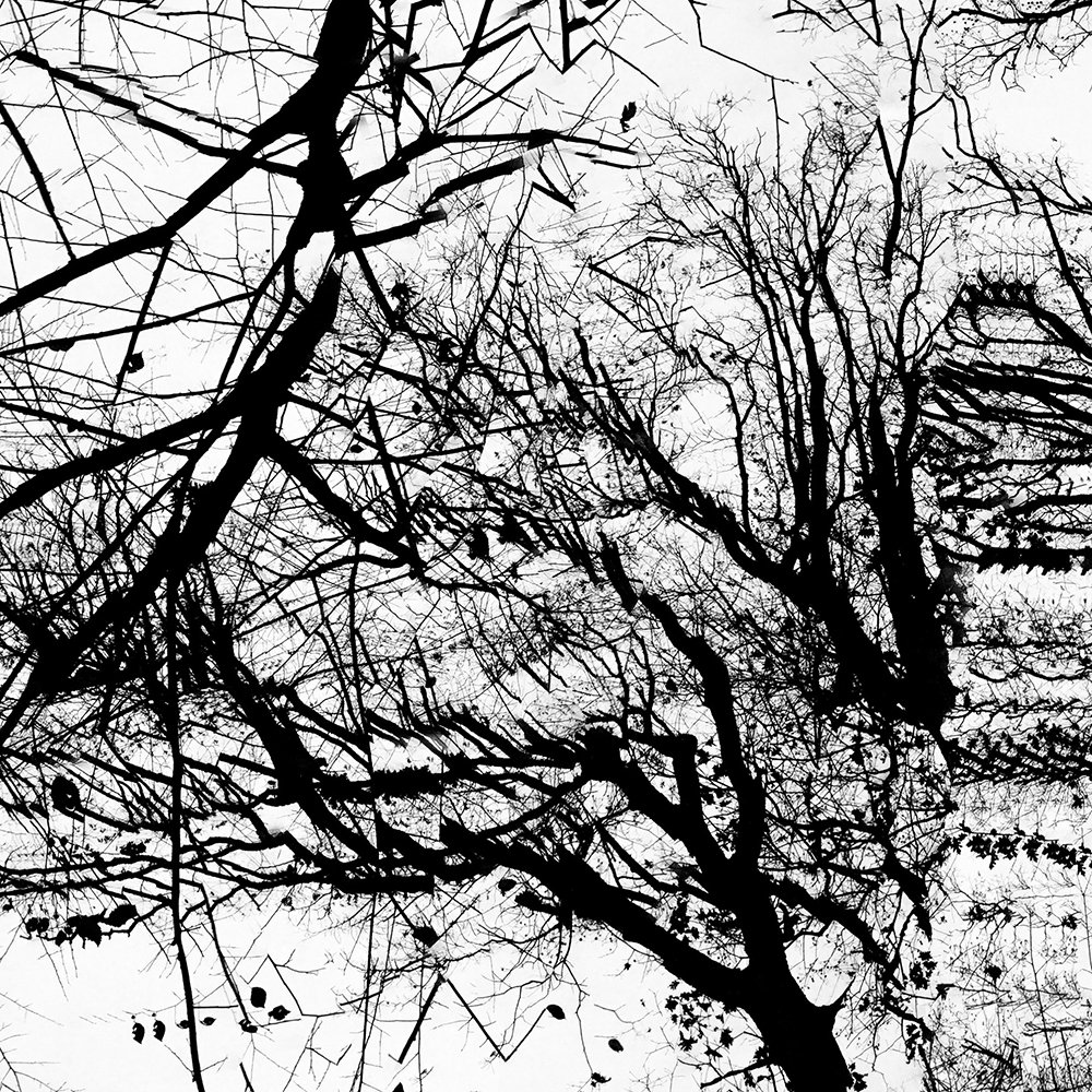 Trees_2110crop2 copy.jpg