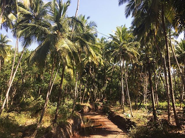 My ancestors are from the trees

#goa #india #coconutpalms #travel #travelgoa #southindia #westcoast #film #adoptionfilm #adoptee #femmefilmmaker