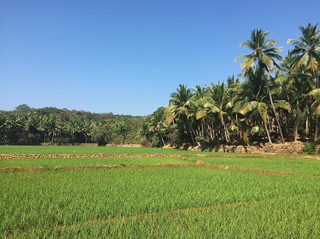 Rice fields 
#youfollowthefilm #southgoa #india #rice #palmtrees #travelindia #asia #solotravel #travelpics #indiapics #ricefields