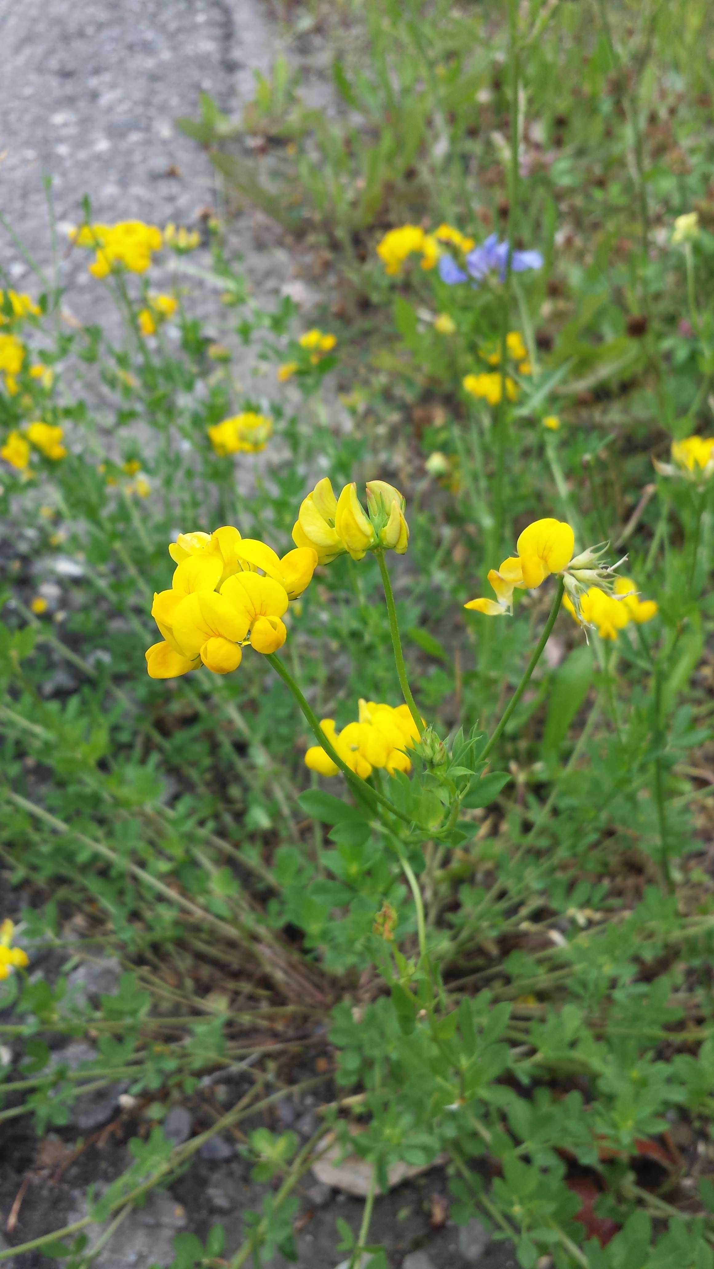 Lotus corniculatus (Bird's foot trefoil) accenting the road. Such a stunning flower!