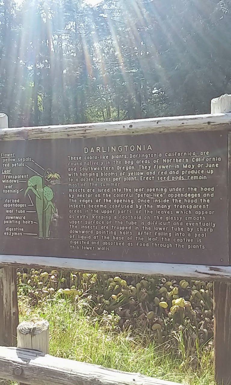 Get away for a few days in Oregon. Carniverous plants at Darlingtonia Natural Site