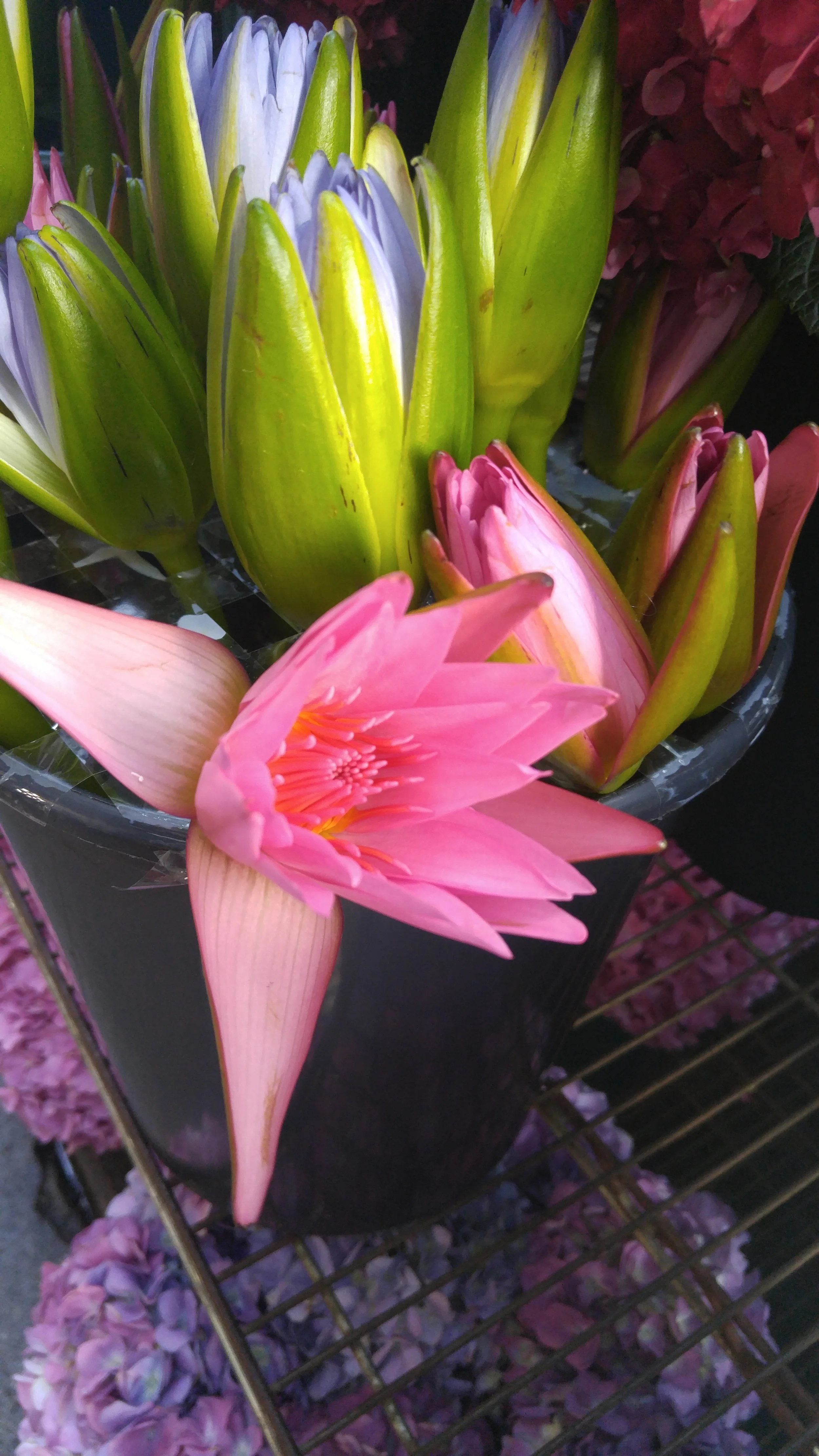 Lotus blooms!!!