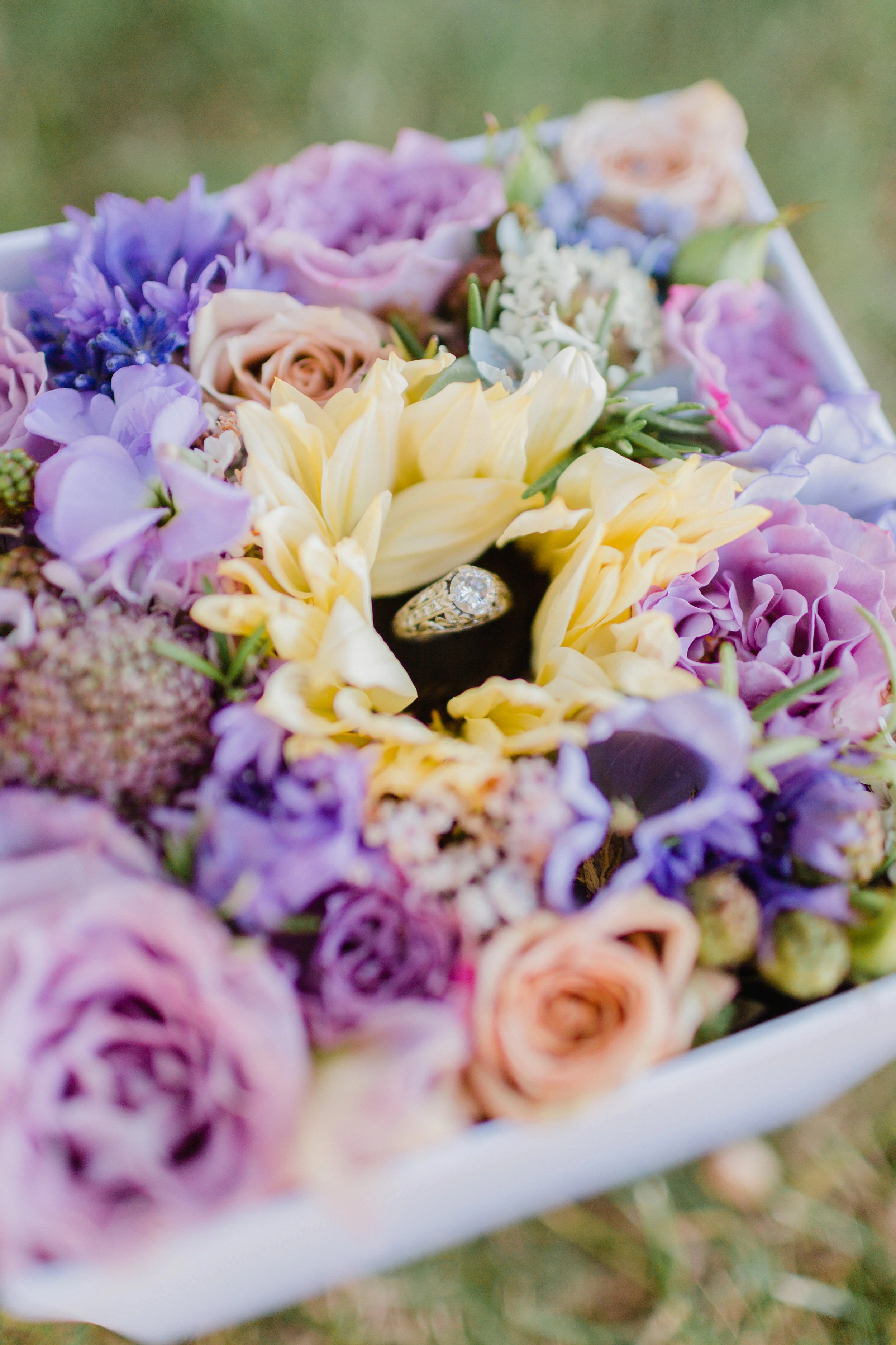 lavender_SC-2.jpg