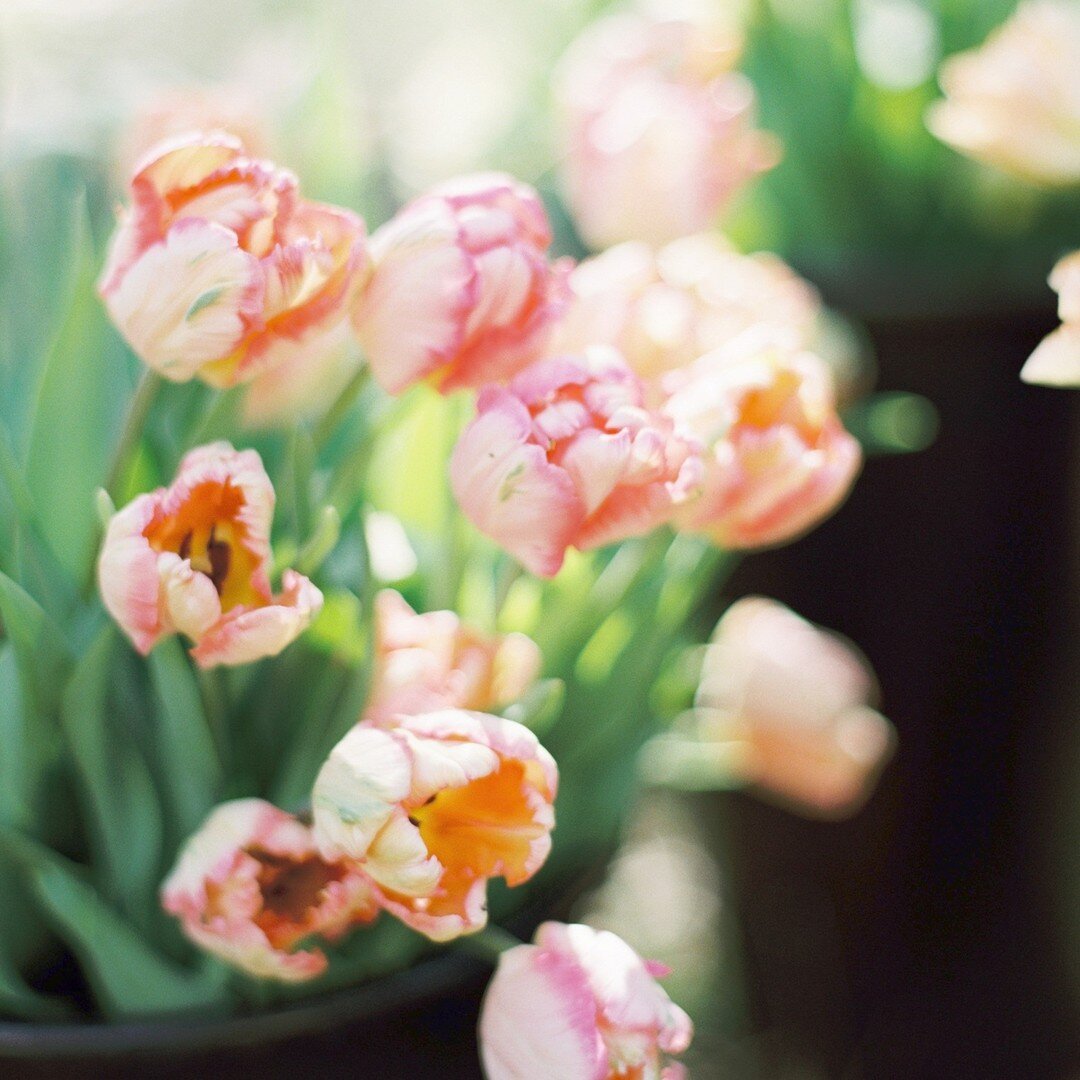 Tulips. Note: they were hotter than crypto in the 1600's. 

#flowerfacts #tulip ##pnwweddingflorist #pnwwedding #tacomaflorist #seattlebridemag #seattlebride #fromthegroundupfloral #seattleweddingflorist #floristsofinstagram #seattlewedding #pnwflori