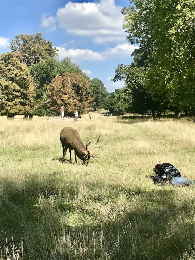Deer in Richmond Park
