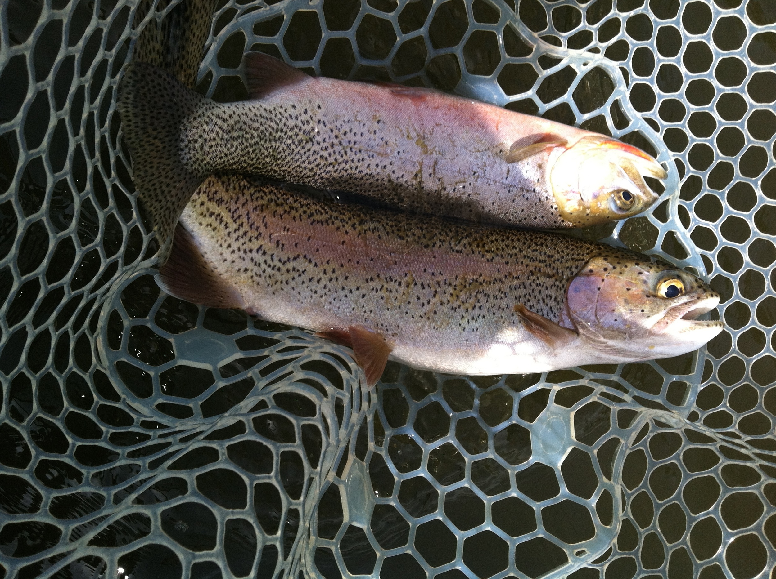 Two Trout.jpg