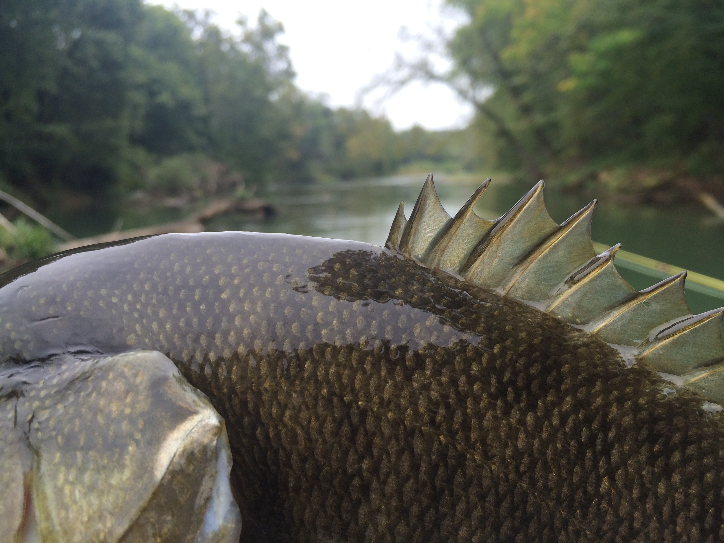 Duck River — Tennessee on the Fly