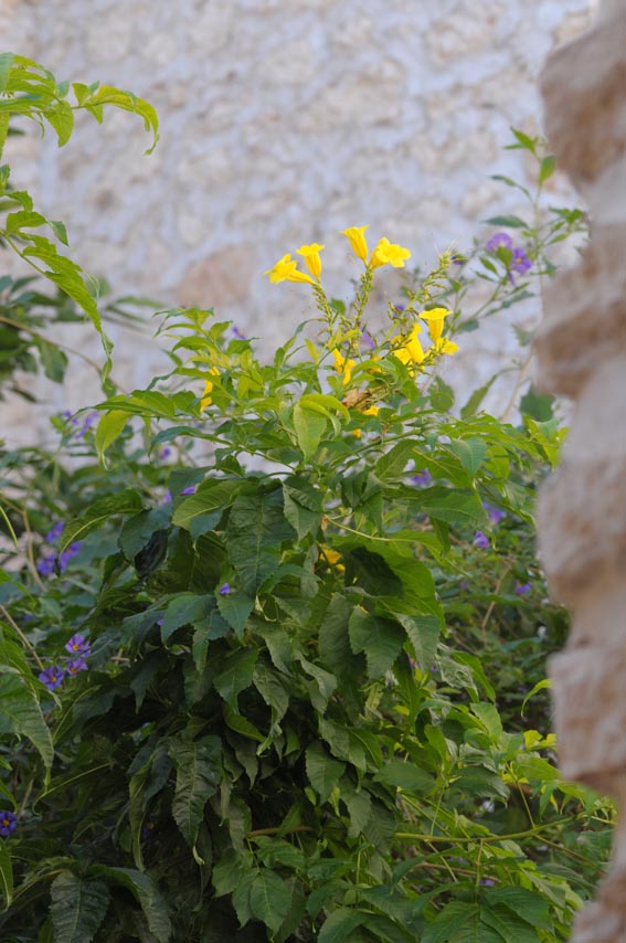 Douar des arganiers Sidi Kaouki5350.jpg