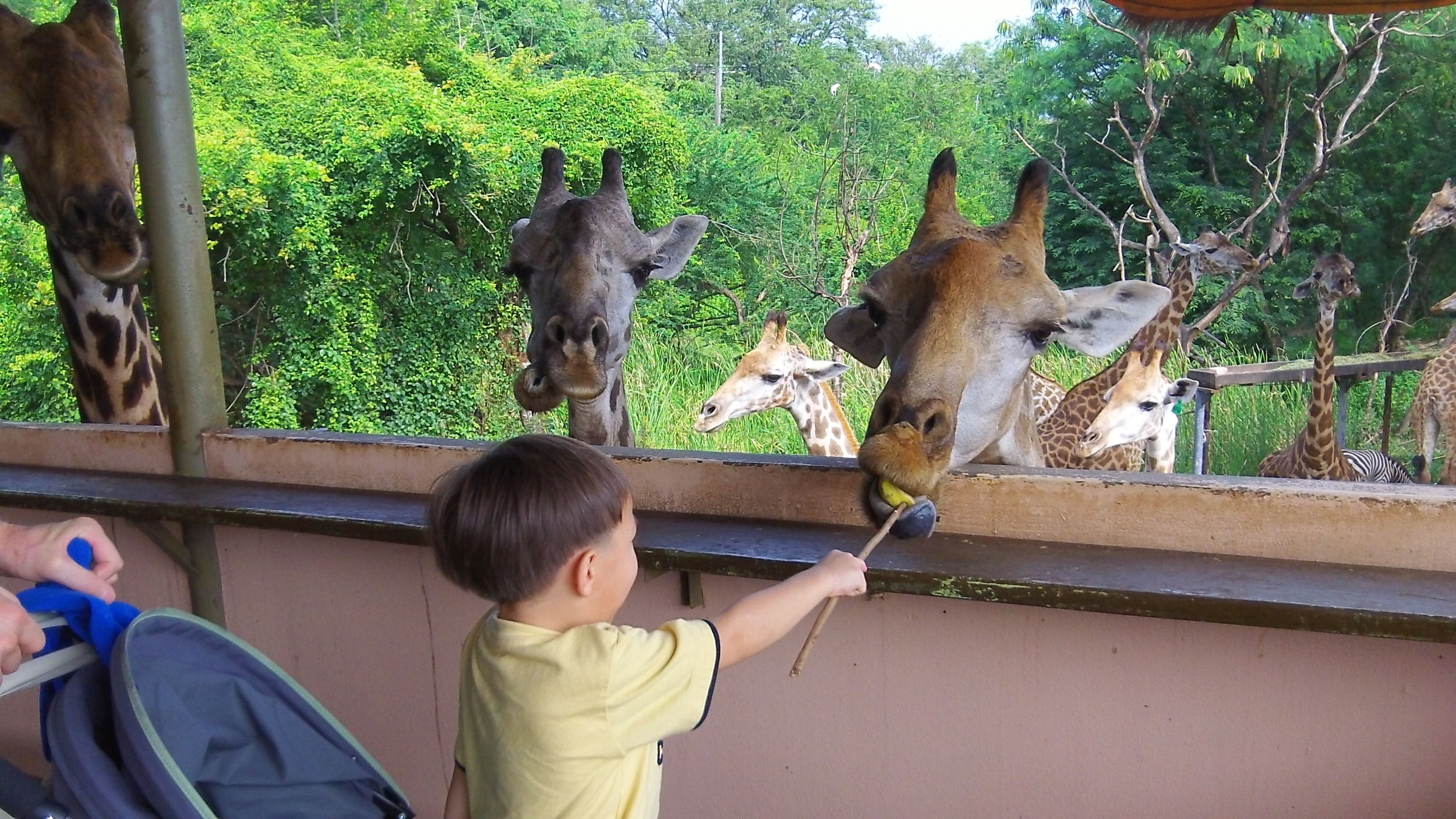 Feed the Animals
