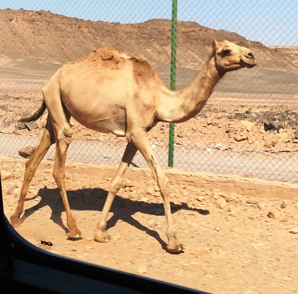Pregnant Camel walking along road