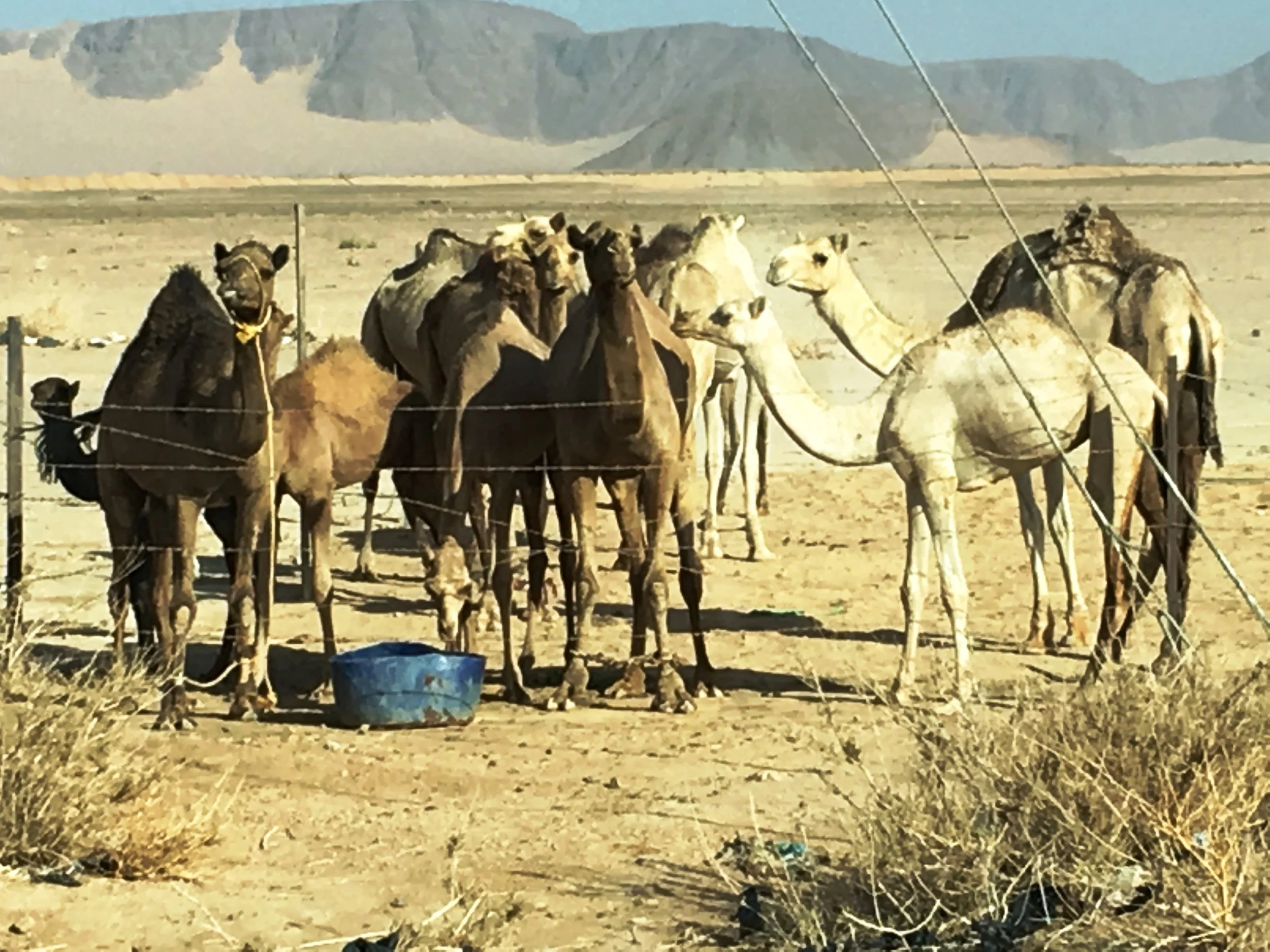 Camels.jpg