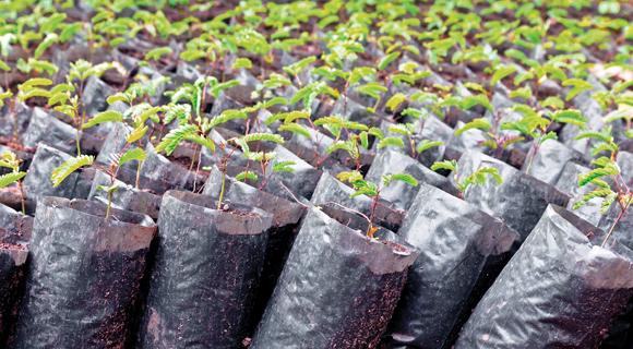 Greenfriends planting 1 million trees