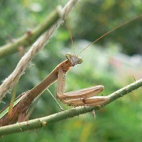 5th Grader Memories of the Praying Mantis