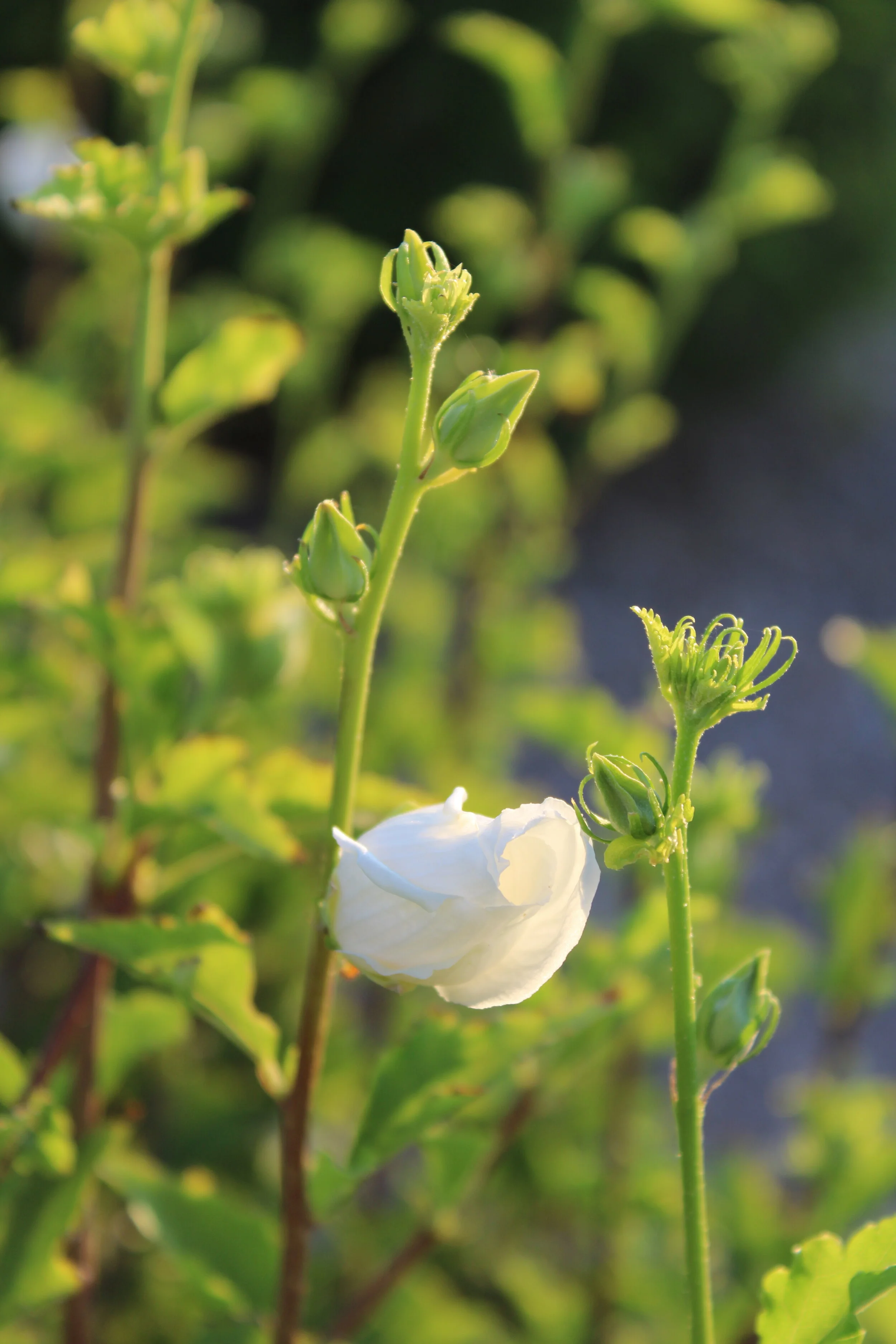 White Flower Meditation