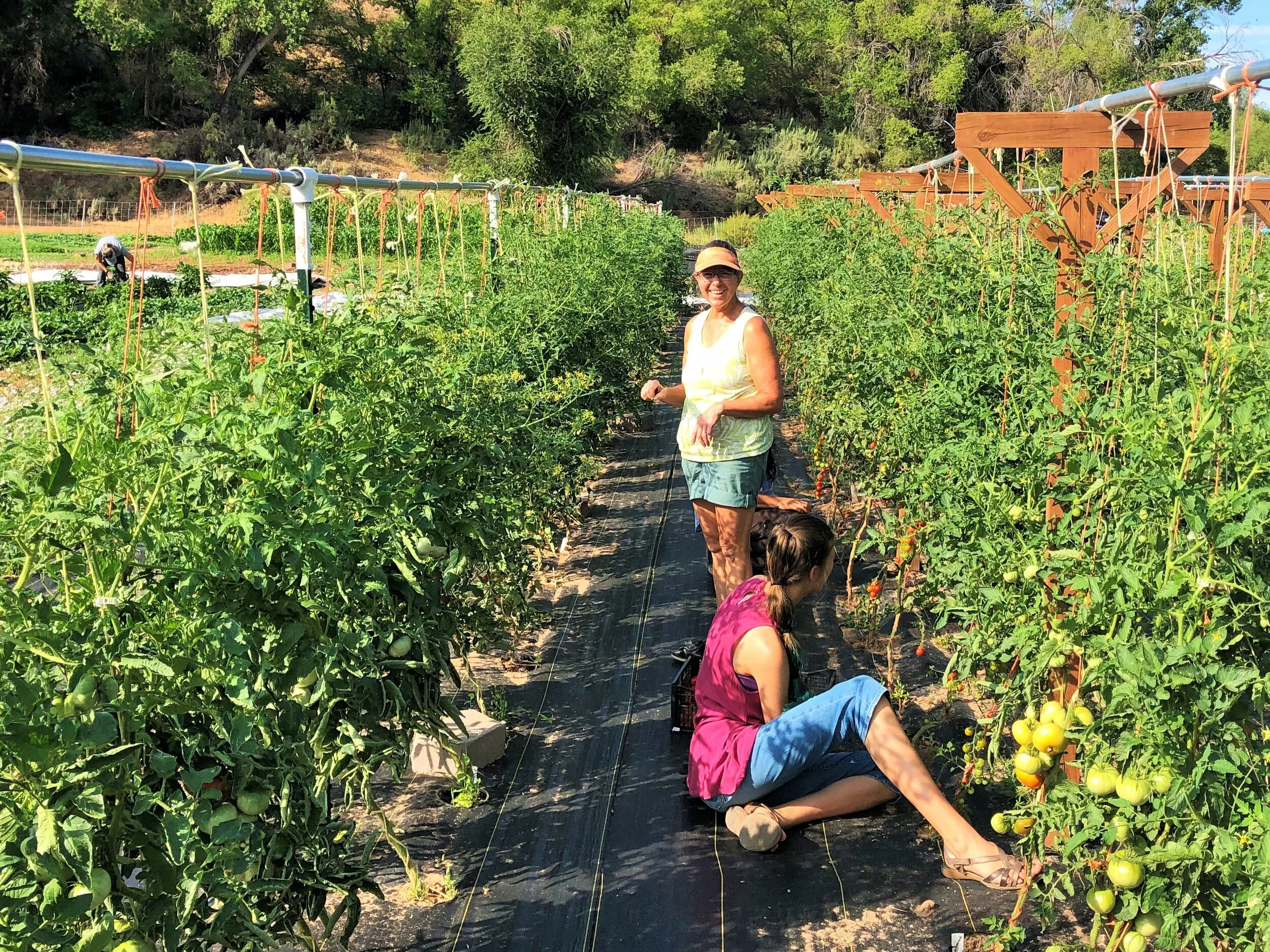 Third Year of Community Garden