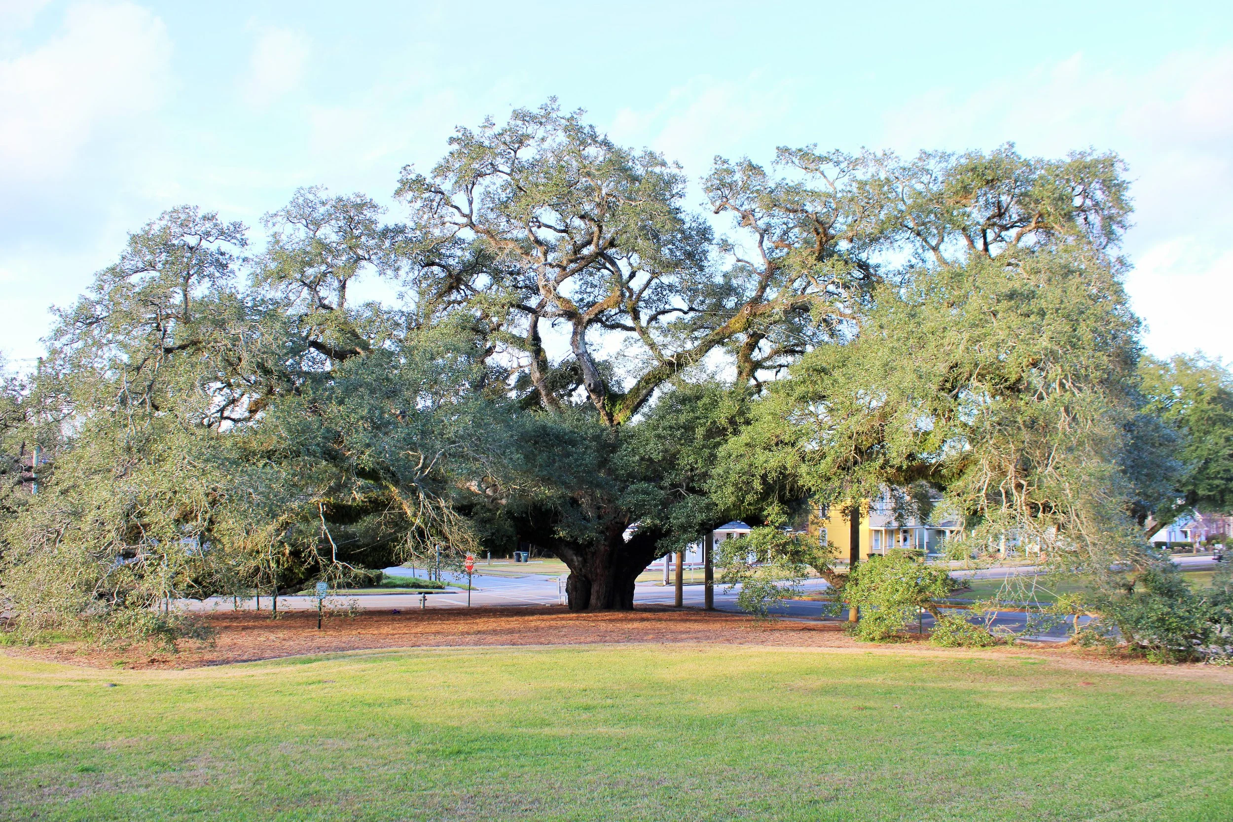The Big Oak