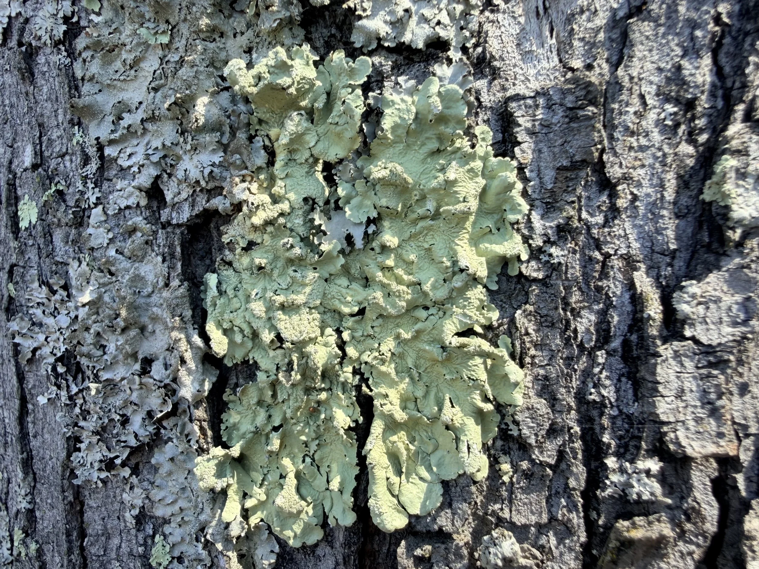 Happy Earth Day 2026