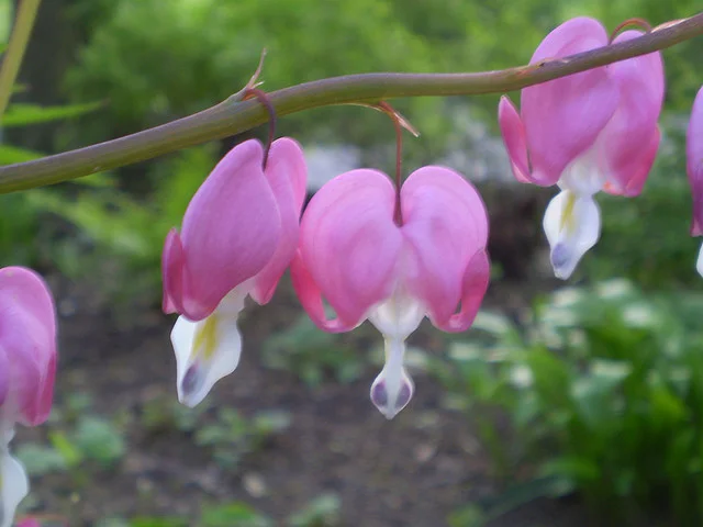 bleeding-hearts.jpg