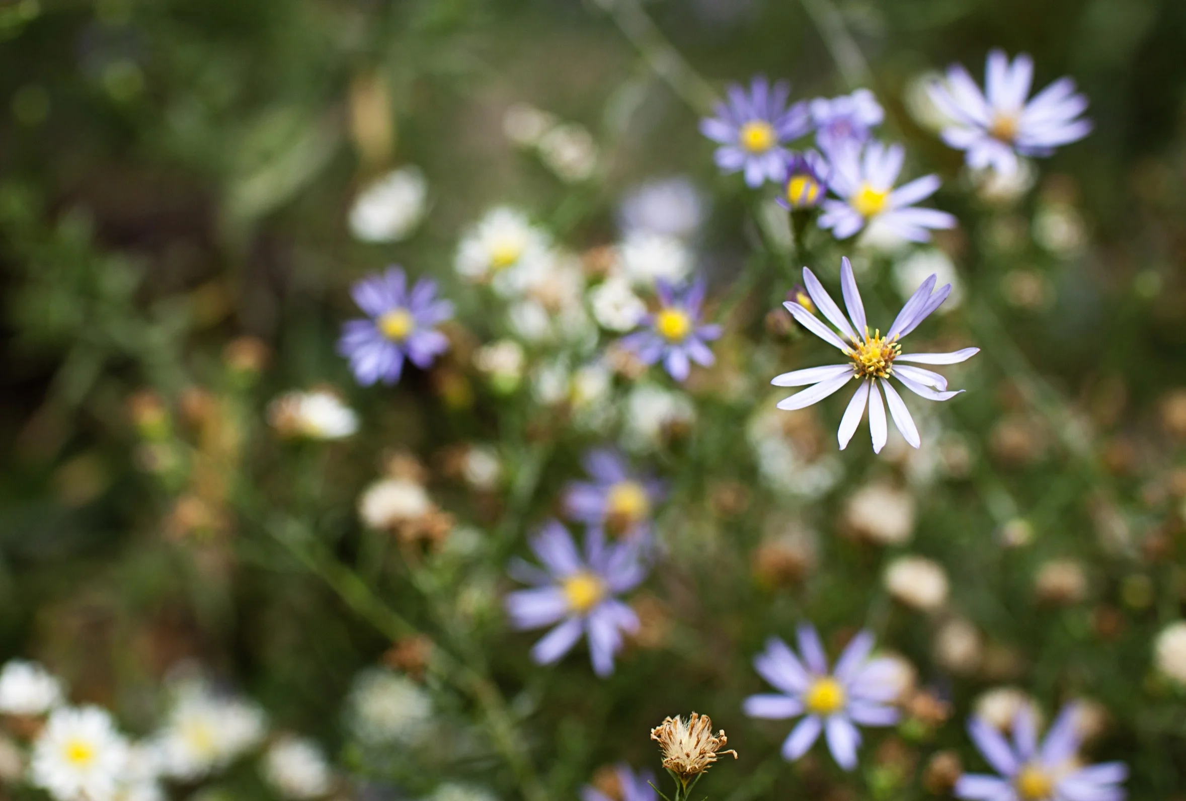 blue-bird-aster-header-optim.jpg