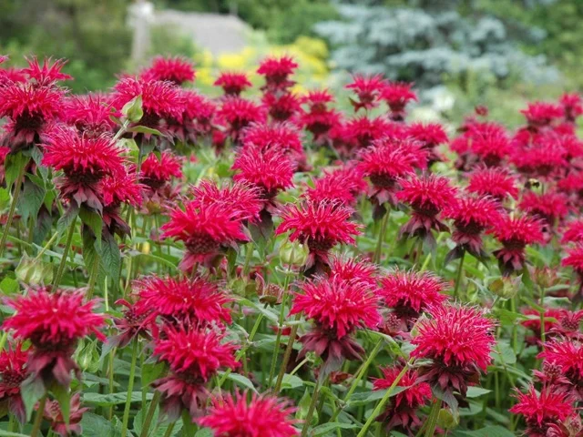 bee-balm-monarda-raspberry-wine.jpg