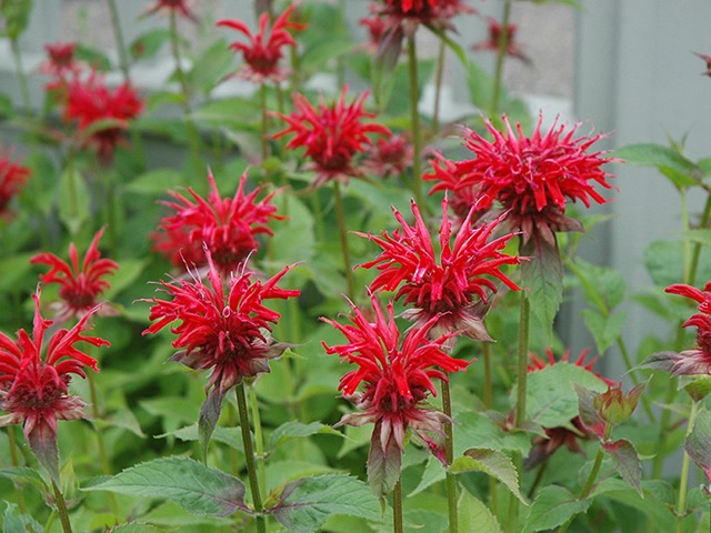 bee-balm-jacob-cline.jpg
