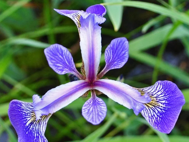 blue-flag-iris.jpg