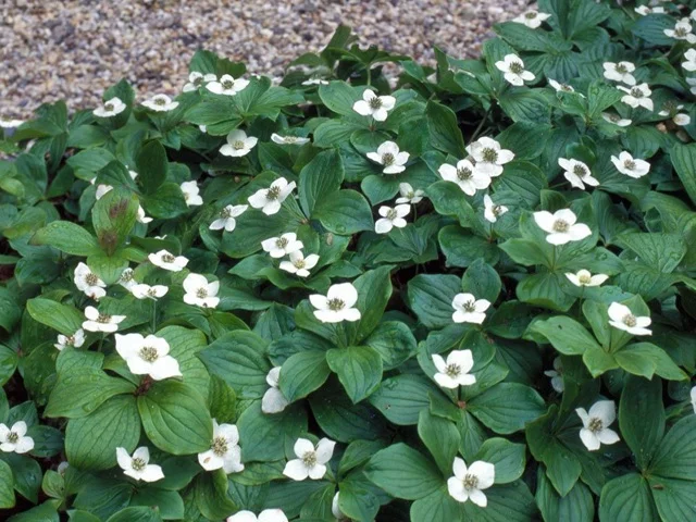 bunchberry.jpg