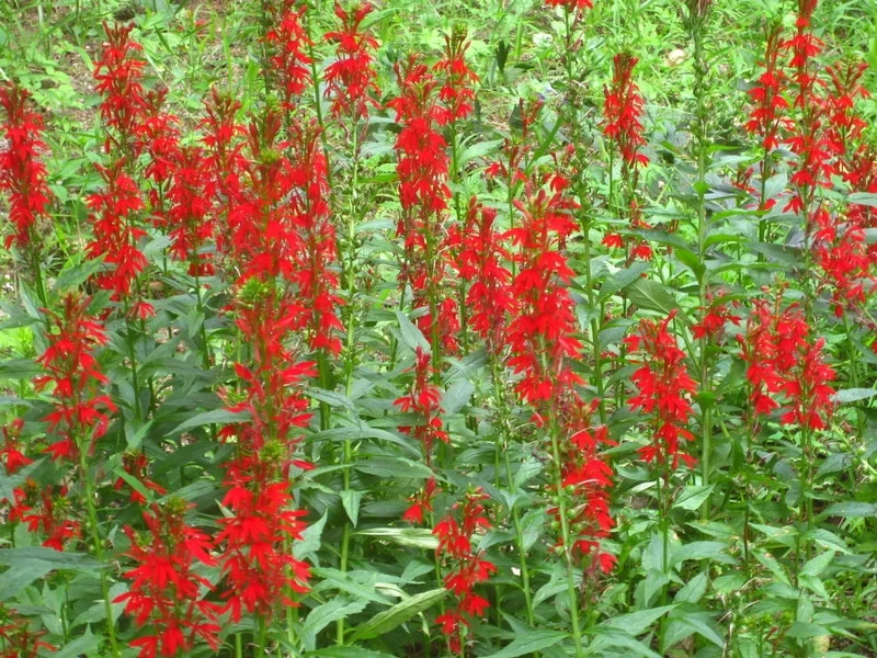 cardinal-flower.jpg