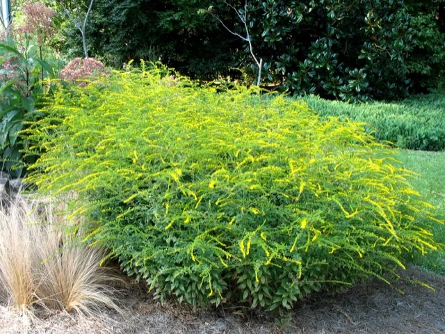 goldenrod.jpg