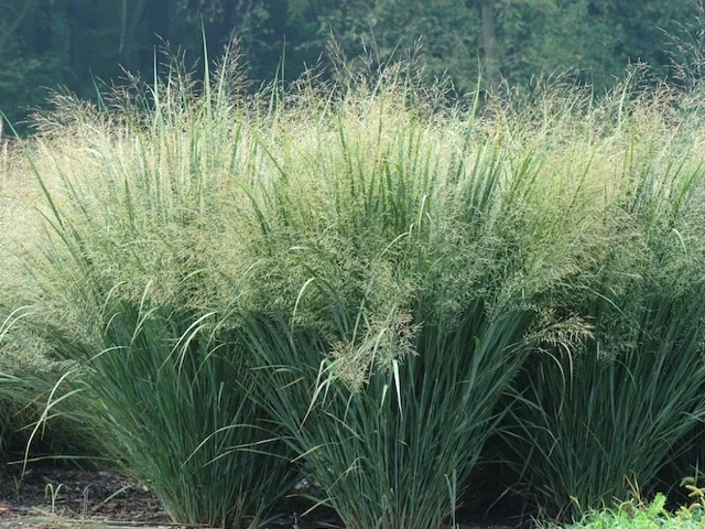 heavy-metal-switchgrass.jpg