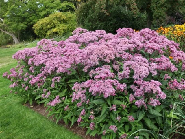 joe-pye-weed.jpg