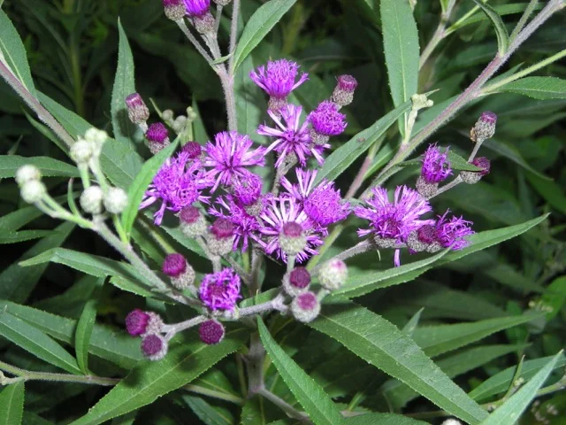 new-york-iron-weed.jpg