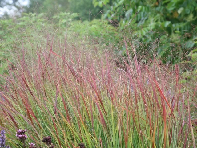 prairie-fire-switch-grass.jpg